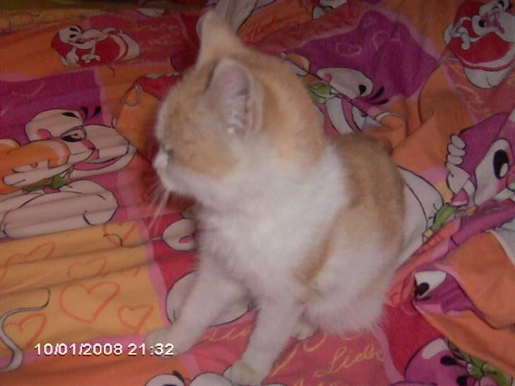 Huskat Cucci - Hvad er det at der er derovre? billede 2