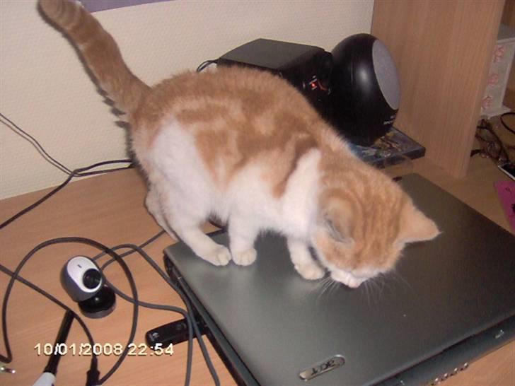 Huskat Cucci - Nøjh en bærbar, må jeg ligge her? billede 3