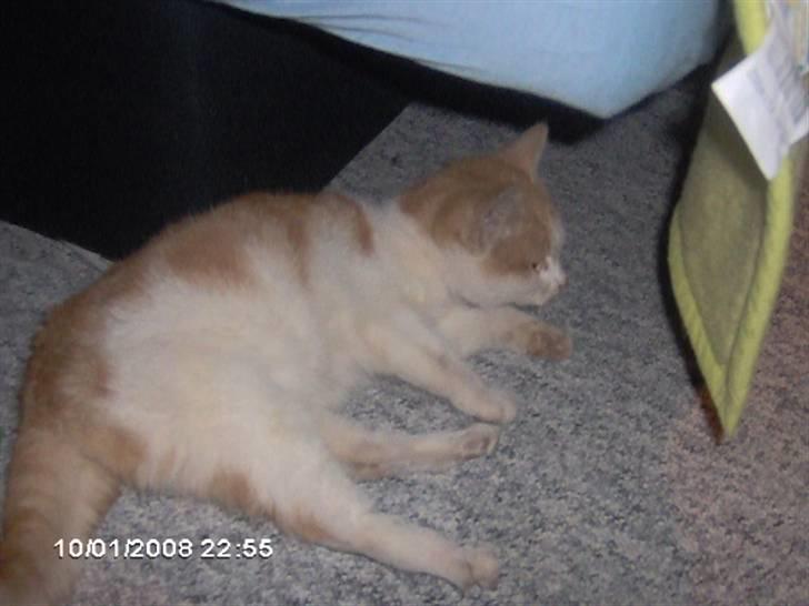 Huskat Cucci - Gulvet hvor man så ligger når man keder sig. ;P .  billede 4
