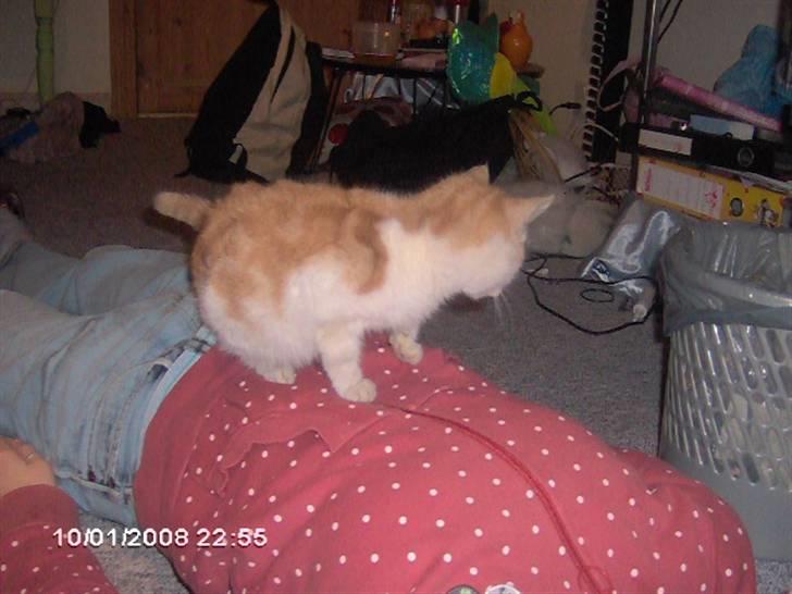 Huskat Cucci - Dejlig pude, den er da blød. ;P billede 5