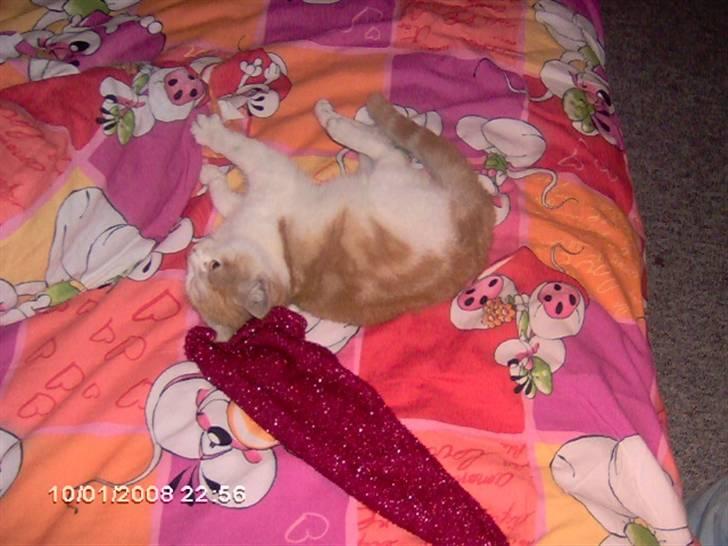 Huskat Cucci - Er det jul? billede 6