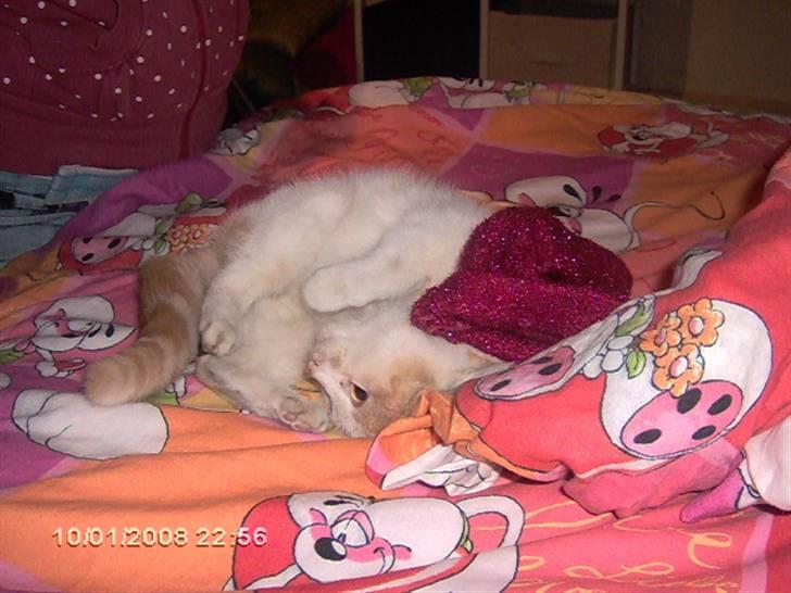 Huskat Cucci - Det er ikk jul mere . ;P billede 7