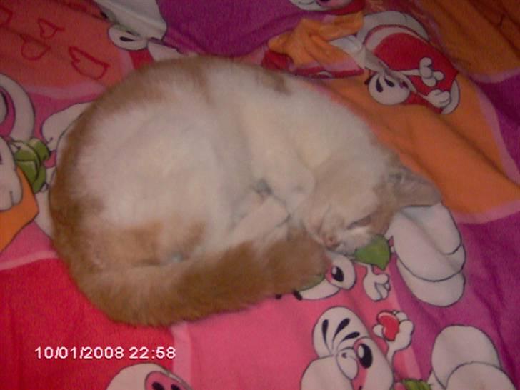 Huskat Cucci - Ja, når jeg så ligger og sover? billede 8