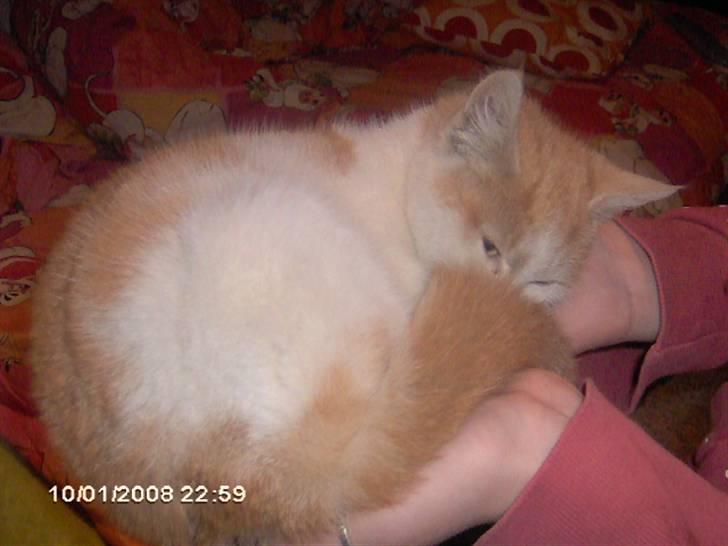 Huskat Cucci - Halen i hovedet, når jeg ik gider kigge. ;P billede 9