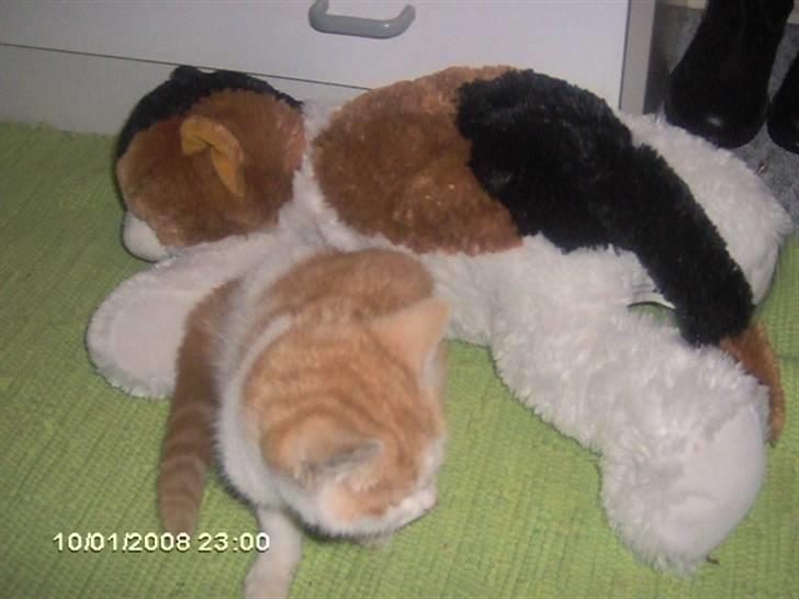 Huskat Cucci - Er det min mor? billede 10