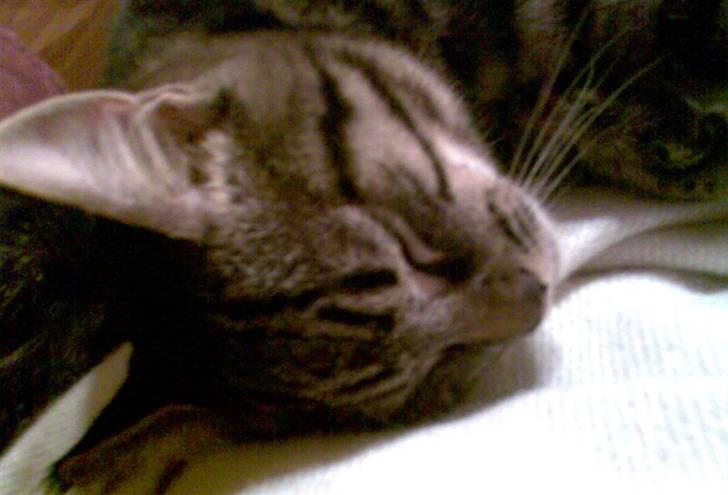 Blanding af racer Cheetah  (hjemme igen) billede 12