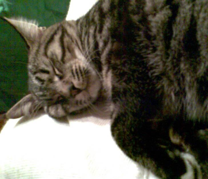 Blanding af racer Cheetah  (hjemme igen) billede 13