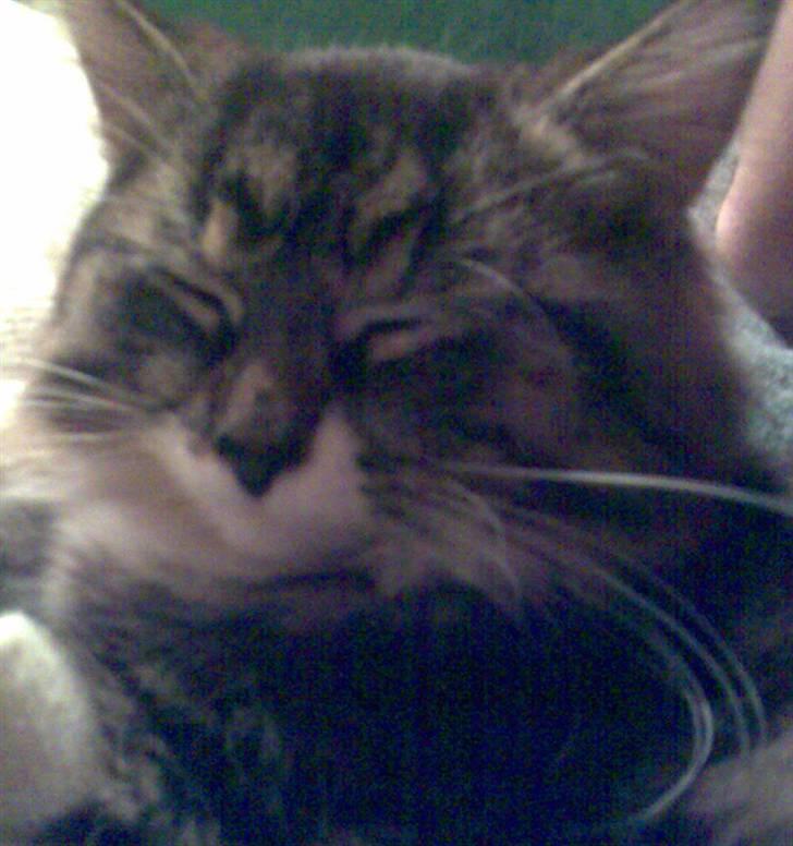 Blanding af racer Lindsay * flyttet* billede 9