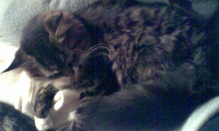 Blanding af racer Lindsay * flyttet* billede 10