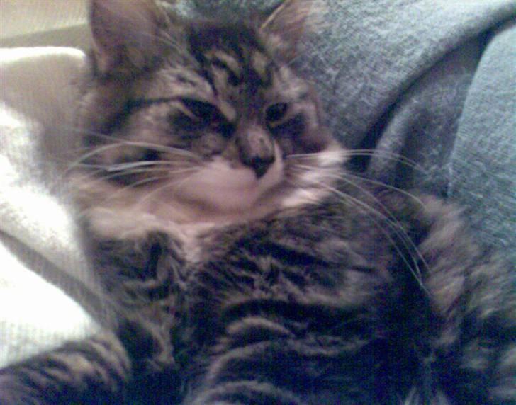 Blanding af racer Lindsay * flyttet* billede 11