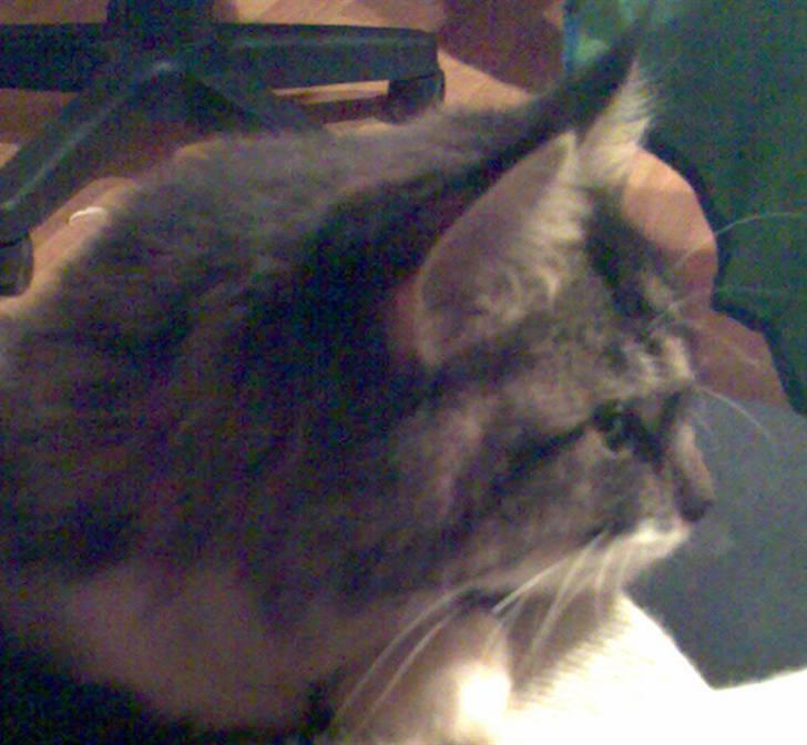 Blanding af racer Lindsay * flyttet* billede 12