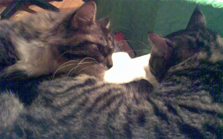 Blanding af racer Lindsay * flyttet* - Sover du Cheetah??? billede 13