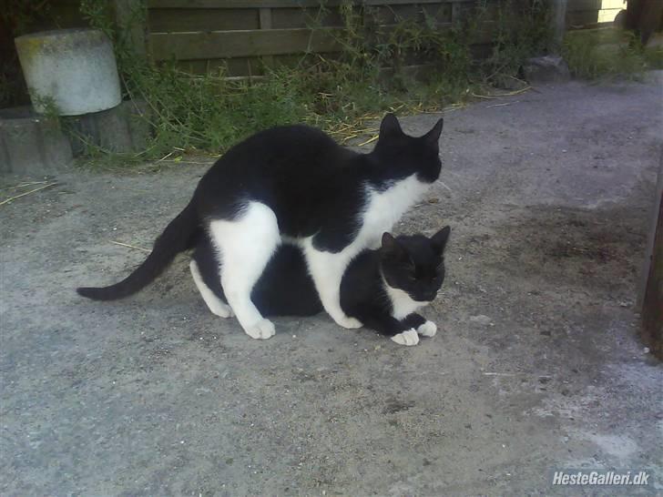 Huskat VRCL's Lille Mis *VÆK* - lille mis, de øverste kat :) billede 1
