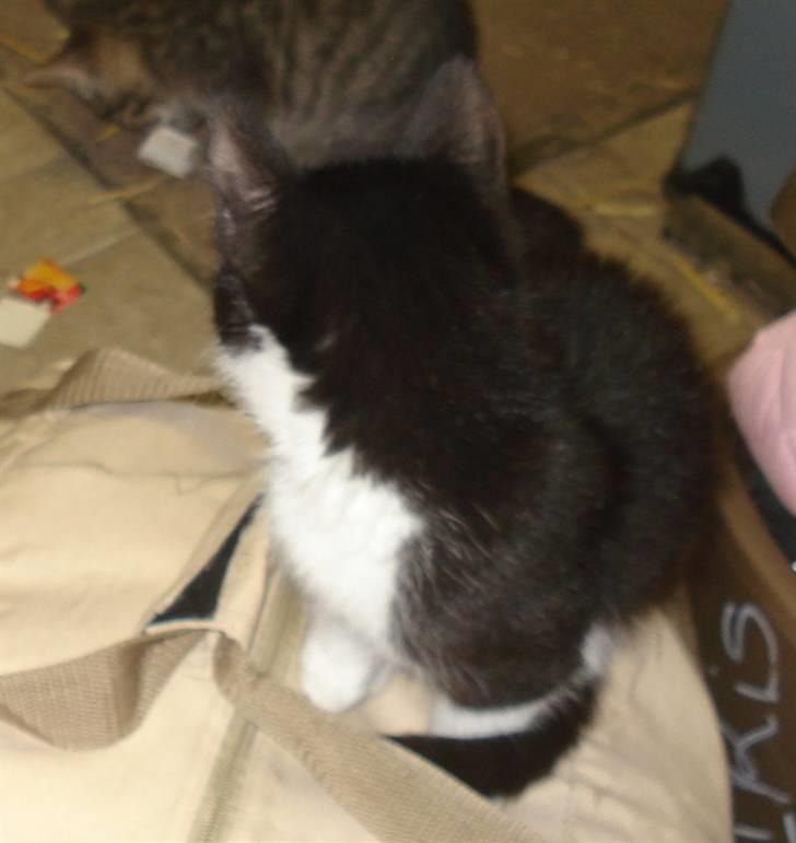 Huskat VRCL's Lille Mis *VÆK* billede 2