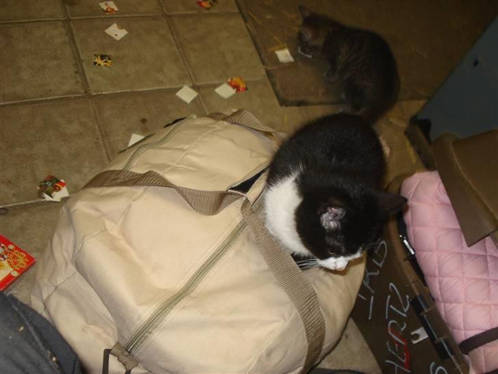 Huskat VRCL's Lille Mis *VÆK* billede 3