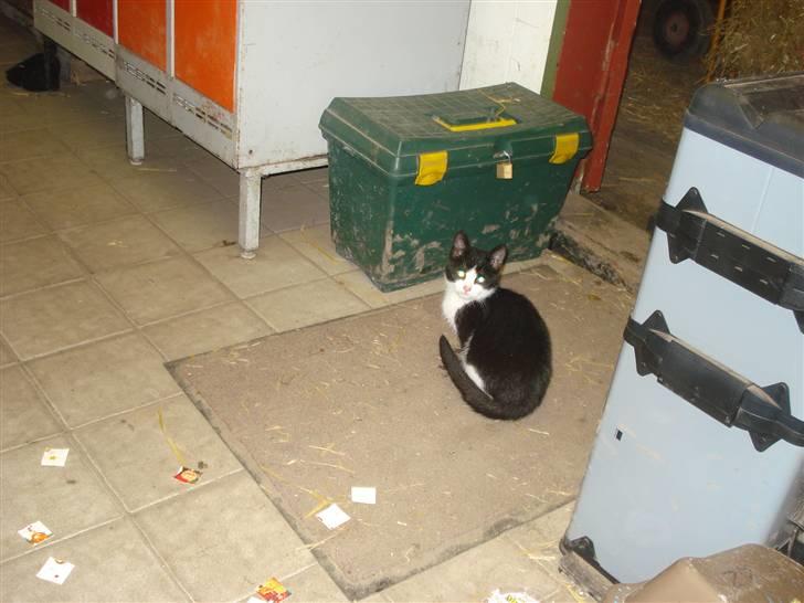 Huskat VRCL's Lille Mis *VÆK* billede 4