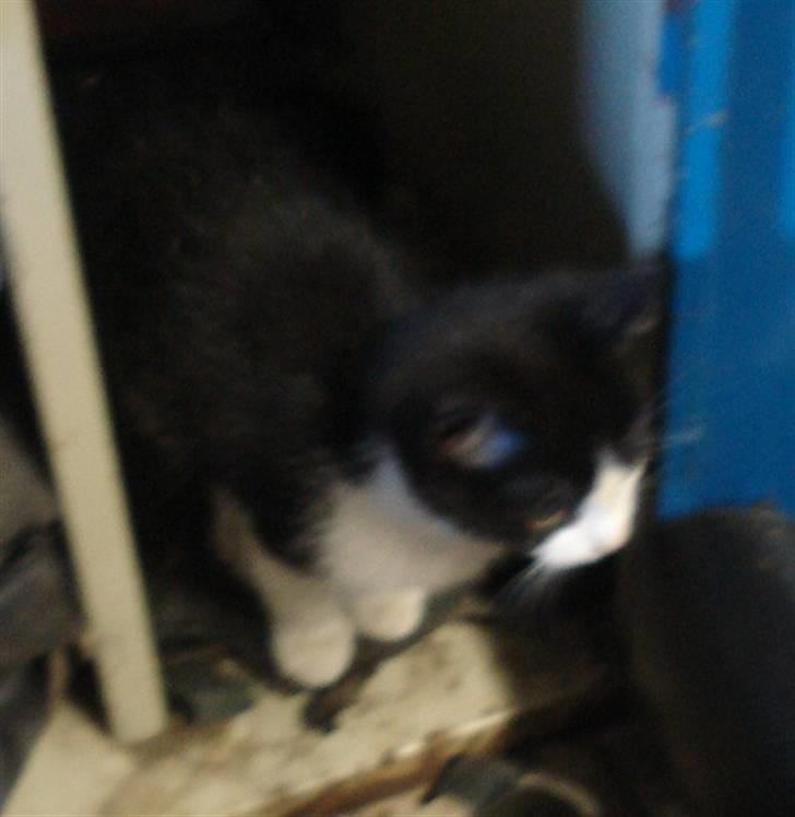 Huskat VRCL's Lille Mis *VÆK* billede 5