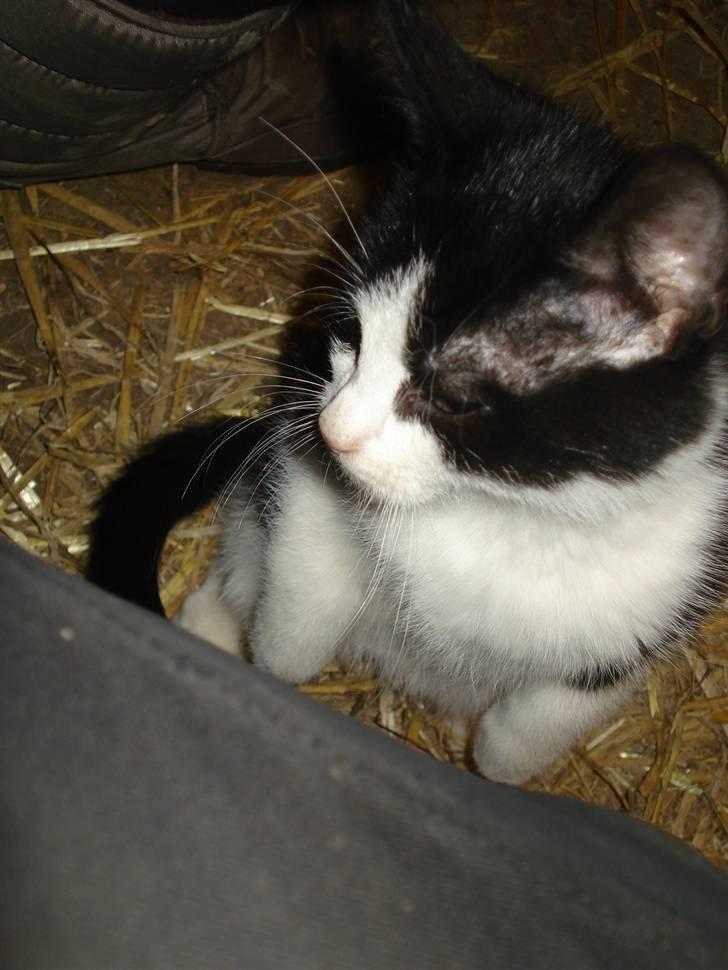 Huskat VRCL's Lille Mis *VÆK* billede 6