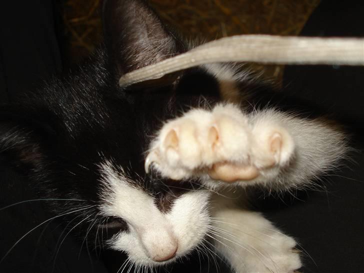 Huskat VRCL's Lille Mis *VÆK* billede 7