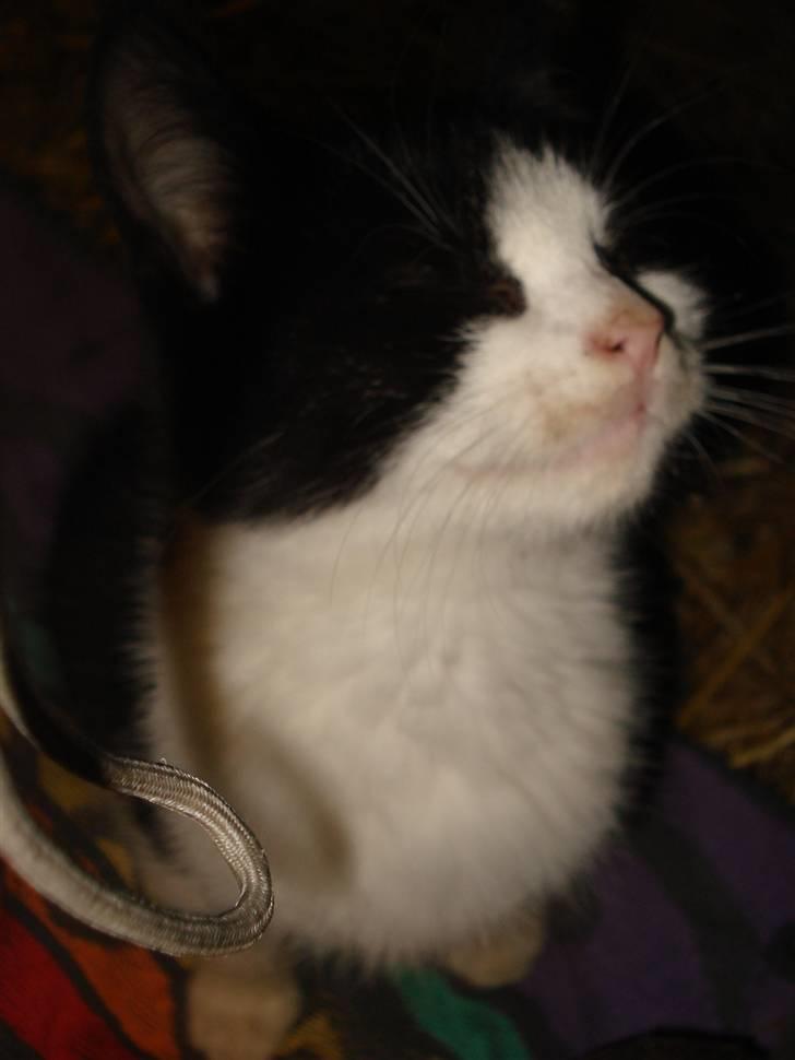 Huskat VRCL's Lille Mis *VÆK* billede 8