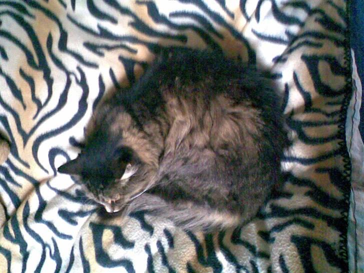 Norsk Skovkat Mambo - velkommen til mambos profil:) håber i vil give en bedømelse<3 billede 1