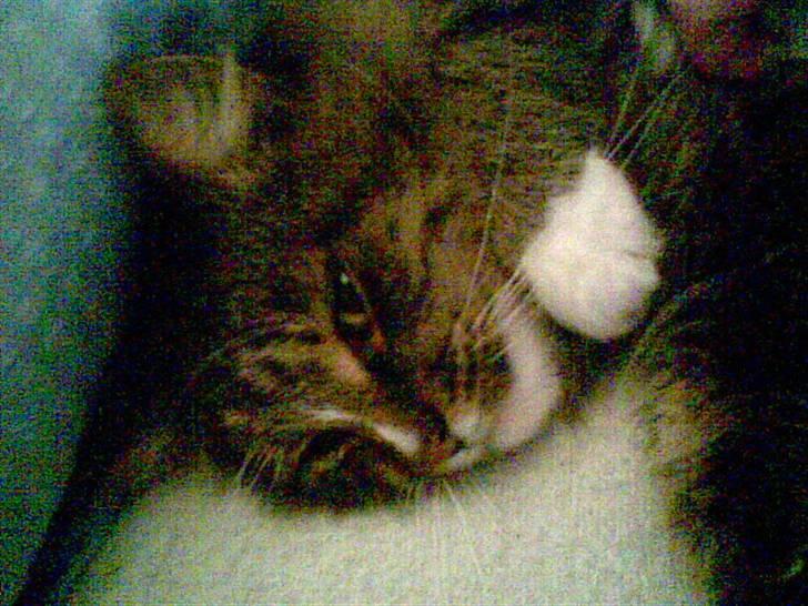 Norsk Skovkat Mambo - Mambo ligger og hygger med mig i min seng :) billede 2