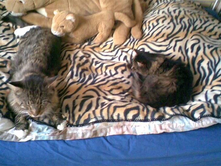 Norsk Skovkat Mambo - mambo og siddy ligger og putter<3 (mambo til højre) billede 3