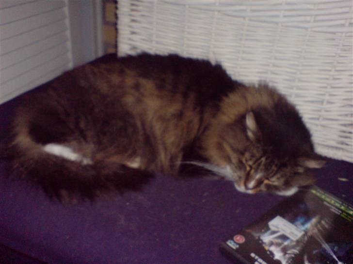 Norsk Skovkat Mambo billede 4