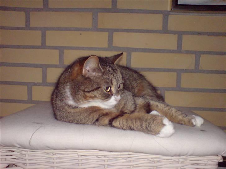 Blanding af racer barny - velkommen til barnys profil :) håber i syntes lige så meget om ham som jeg<3 billede 1