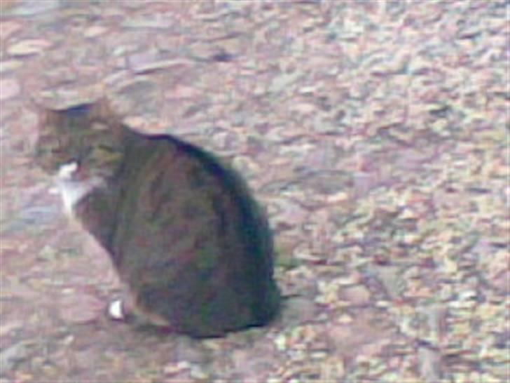 Blanding af racer barny billede 2