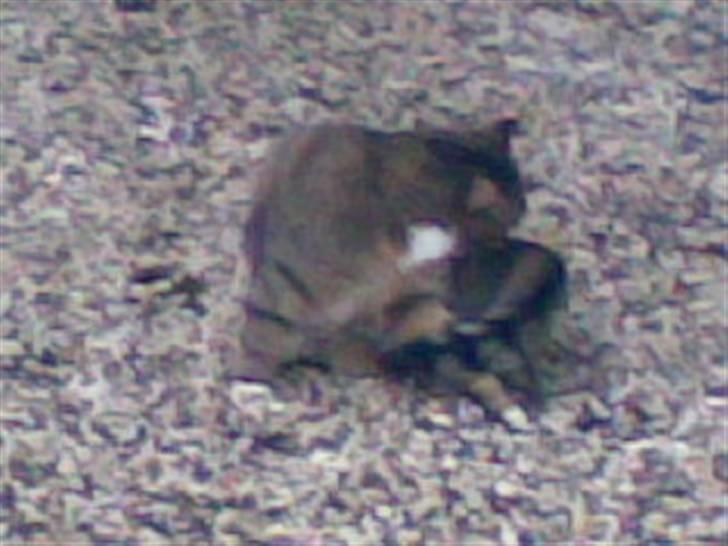 Blanding af racer barny - jeg skal lige vaskes:) billede 3