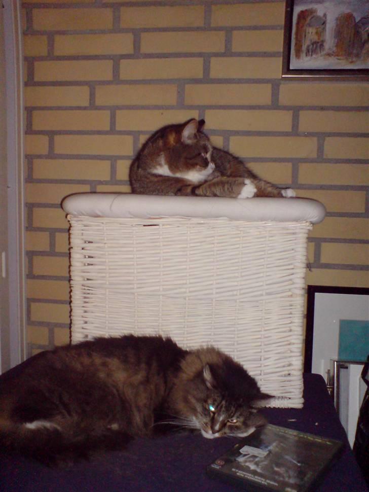 Blanding af racer barny billede 4