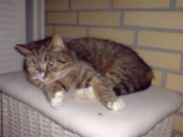 Blanding af racer barny - uu hvor ligger jeg godtXD billede 5