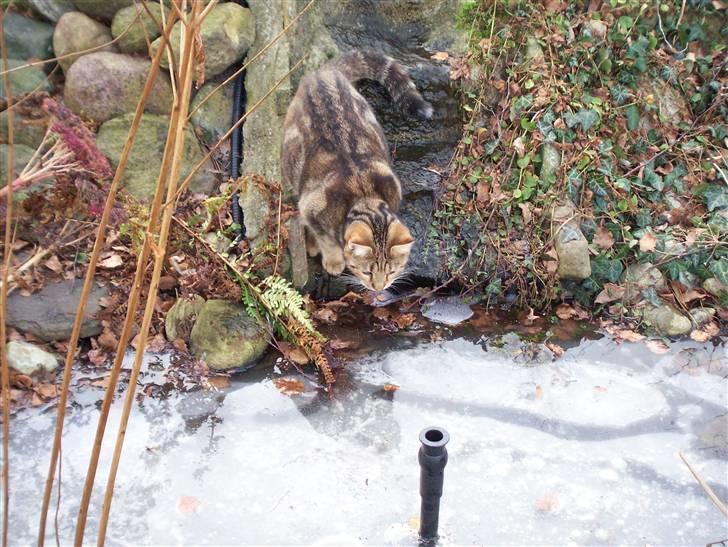 Huskat Fie - Fie i haven. vinter 2007/2008 .. billede 12