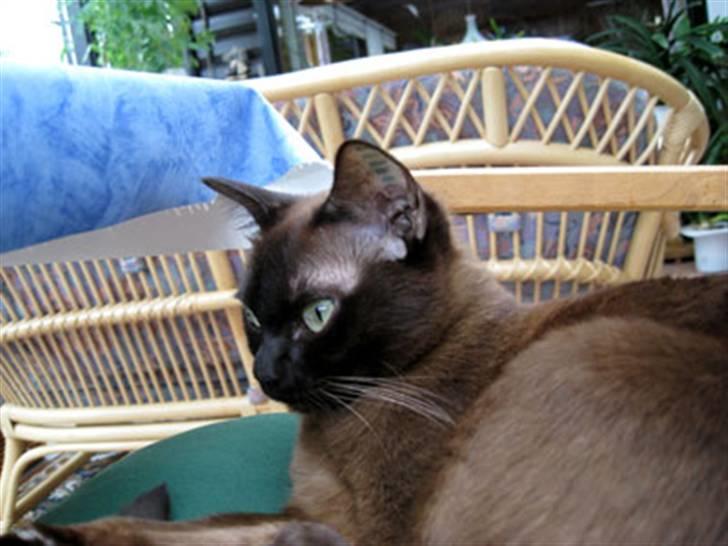 Burmeser Bianca - Bianca i vinterhaven 2008 billede 15