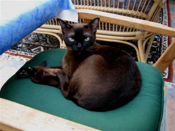 Burmeser Bianca - Bianca i vinterhaven 2008 billede 16