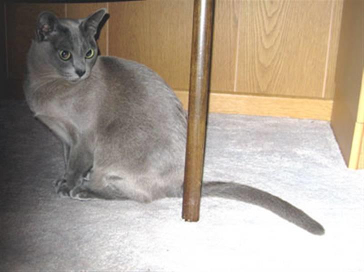 Burmeser Misti - Misti 2008 billede 18