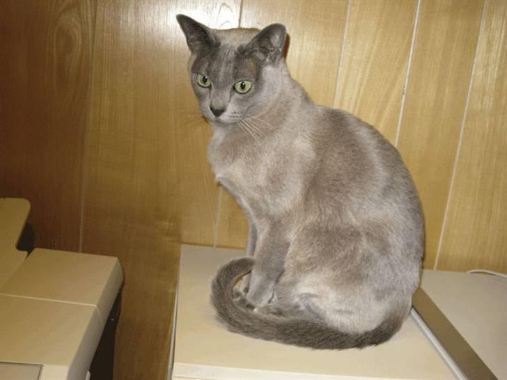 Burmeser Misti billede 20