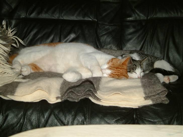 Huskat Garfield <3 billede 17