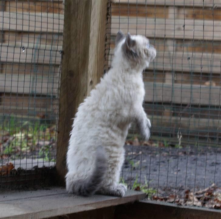 Selkirk Rex   Sunshine billede 1