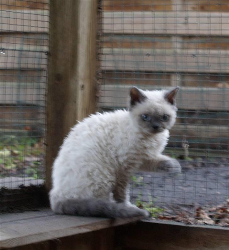 Selkirk Rex   Sunshine billede 3