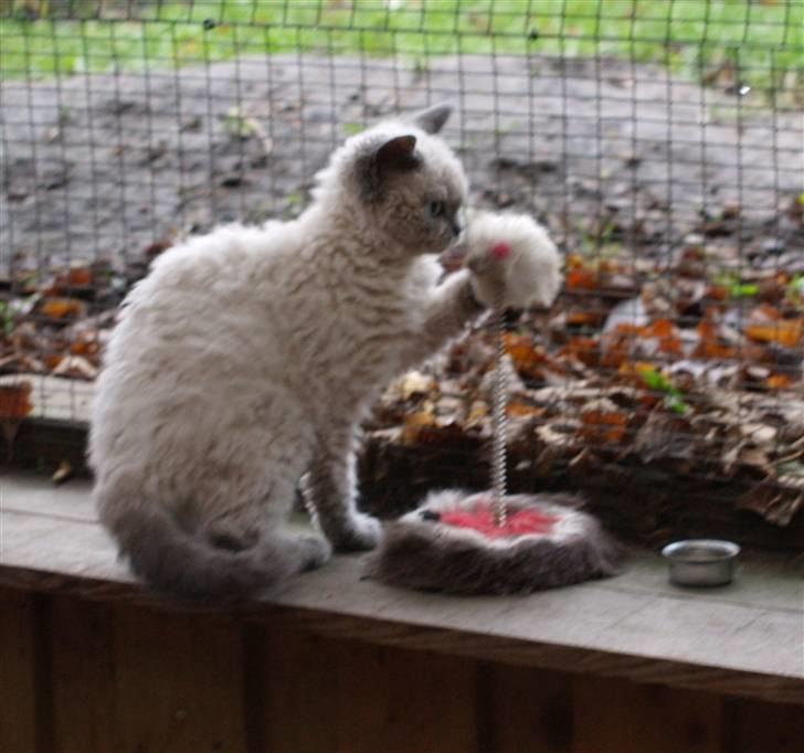 Selkirk Rex   Sunshine billede 4
