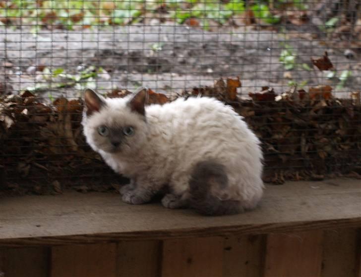 Selkirk Rex   Sunshine billede 5