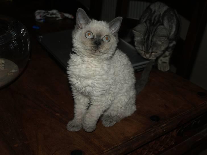 Selkirk Rex   Sunshine billede 7