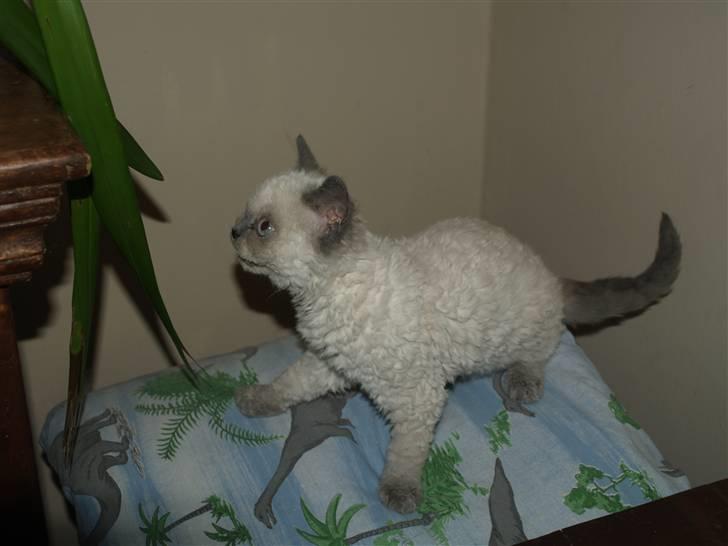 Selkirk Rex   Sunshine billede 9