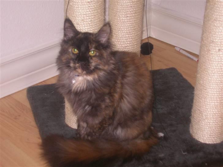 Maine Coon Misty billede 1