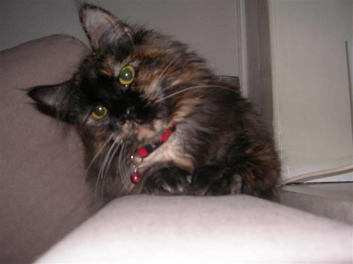 Maine Coon Misty - "Er jeg ikke bare dejlig" billede 3