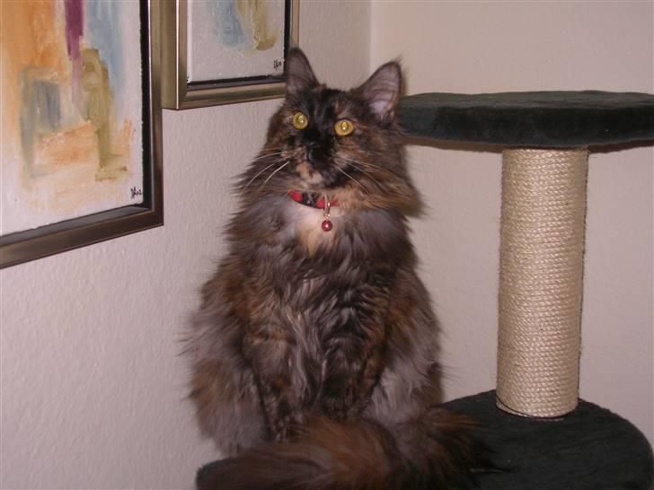 Maine Coon Misty billede 4