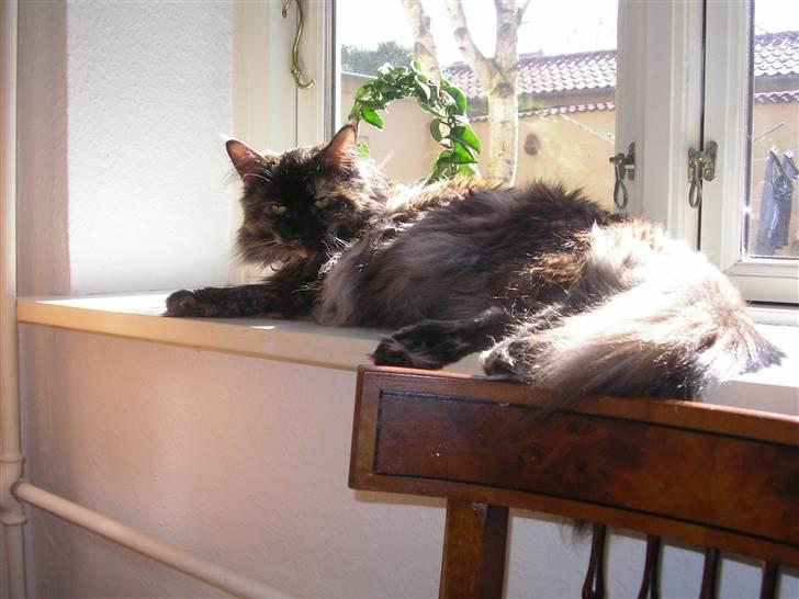Maine Coon Misty - Misty elsker at slikke solskin i vinduet. billede 5
