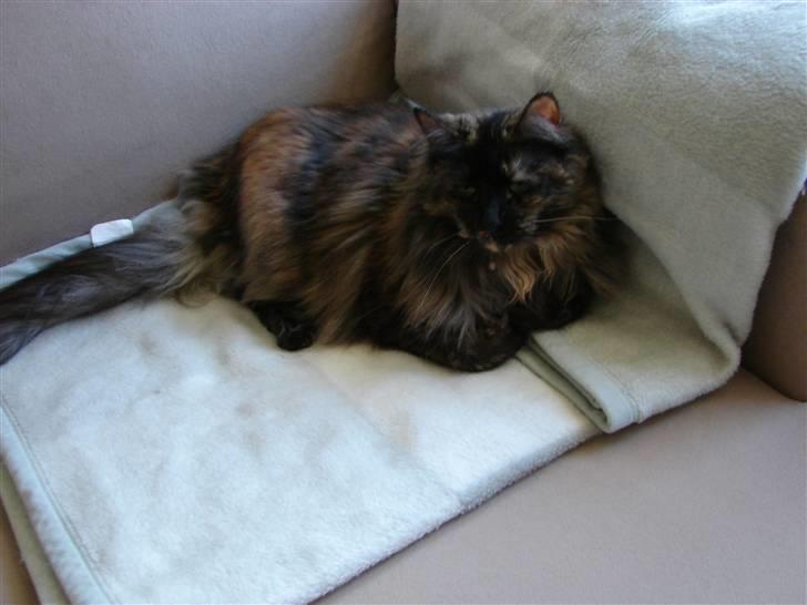 Maine Coon Misty - Misty elsker at putte i sofaen med et tæppe omkr ing sig billede 6